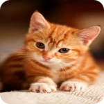 Logo of Cat Wallpaper HD android Application 